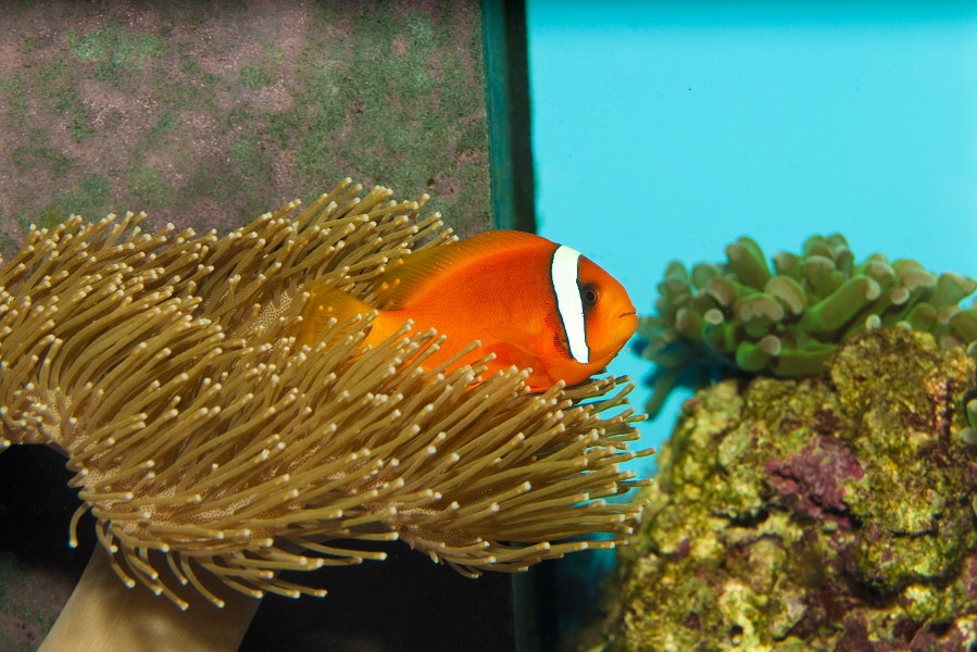 Tomato Clownfish ( Amphiprion frenatus) in Aquarium